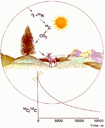 Schematic of radiocarbon dating